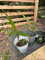 Hedychium coronarium, Ophalen, Zomer, Vaste plant, Halfschaduw