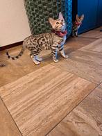 Bengaalse kittens silver Brown stamboom + fokrecht bengaal, Dieren en Toebehoren, Katten en Kittens | Raskatten | Korthaar, Meerdere dieren