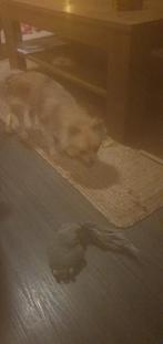 Hondje pomchi, Dieren en Toebehoren, Honden | Chihuahua's en Gezelschapshonden, Rabiës (hondsdolheid), Overige rassen, 1 tot 2 jaar
