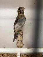 Raza - Pop., Dieren en Toebehoren, Vrouwelijk
