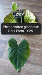 Philodendron gloriosum 'dark form', Overige soorten, Minder dan 100 cm, Ophalen of Verzenden, Halfschaduw