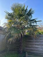 Palmboom, Tuin en Terras, Planten | Bomen, 100 tot 250 cm, Zomer, Palmboom, Ophalen