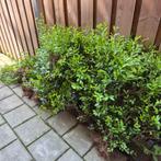 Gratis ligustrum struikjes!, Ophalen, Overige soorten