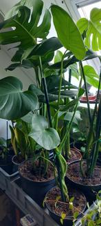 Diverse steken Monstera - Gatenplant - kamerplant, Huis en Inrichting, Kamerplanten, Overige soorten, Minder dan 100 cm, Groene kamerplant