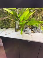 Juwel rio 180 liter aquarium met meubel, Dieren en Toebehoren, Ophalen, Zo goed als nieuw, Leeg aquarium