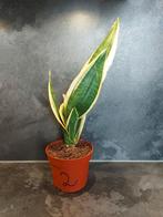Stek Sanseveria Laurentii - nr. 2, Overige soorten, Ophalen of Verzenden, In pot, Minder dan 100 cm