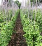 Haagplanten AKTIE, Tuin en Terras, Planten | Bomen, Bloeit niet, Halfschaduw, 100 tot 250 cm, Overige soorten
