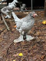 Trio kraaikop krielen, Dieren en Toebehoren, Pluimvee, Meerdere dieren, Kip