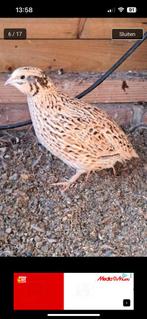 0-2 jumbo kwartel hennetjes, Dieren en Toebehoren, Pluimvee, Vrouwelijk, Overige soorten