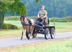 Welsh A merrie Menpony betuigd B Pony Roan, Dieren en Toebehoren, Pony's, Merrie, Gechipt, Niet van toepassing, 3 tot 6 jaar