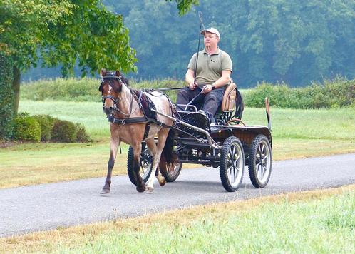 Welsh A merrie Menpony betuigd B Pony Roan, Dieren en Toebehoren, Pony's, Merrie, Niet van toepassing, B pony (1.17m tot 1.27m)