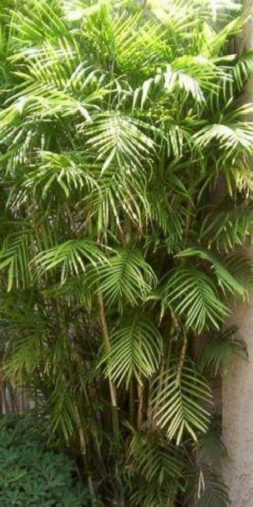 15 x Chamaedorea Seifrizii palm boom zaden, Tuin en Terras, Bloembollen en Zaden, Zaad, Gehele jaar, Ophalen