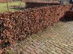 Beukenhaag, groot, Ophalen, Beukenhaag, 100 tot 250 cm