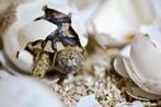 Jonge Panterschildpad Stigmochelys Pardalis Babcocki, Schildpad, 0 tot 2 jaar