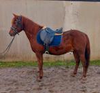 Super brave kinderpony (manege pony), Dieren en Toebehoren, Pony's, Gechipt, Ruin, 11 jaar of ouder, Recreatiepony