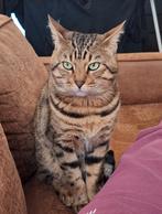 Bengaal op zoek naar gouden mandje, Dieren en Toebehoren, Katten en Kittens | Raskatten | Korthaar, Kater