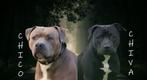 Stafford/bully puppy's zoeken een goud mandje, Dieren en Toebehoren, Honden | Niet-rashonden, CDV (hondenziekte), 8 tot 15 weken