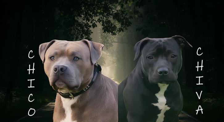 Stafford/bully puppy's zoeken een goud mandje, Dieren en Toebehoren, Honden | Niet-rashonden, Middel, Meerdere dieren, Fokker | Hobbymatig