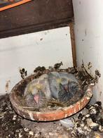 Postduiven 2026 of ruilen Laudino’s, Dieren en Toebehoren, Meerdere dieren, Postduif