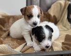 jack russel pups met stamboom, Jack Russell Terriër, CDV (hondenziekte), 8 tot 15 weken, Meerdere