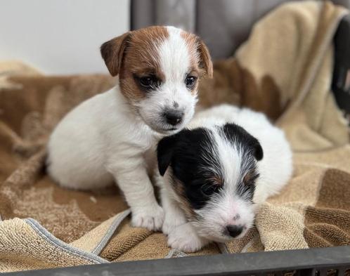 jack russel pups met stamboom, Dieren en Toebehoren, Honden | Jack Russells en Terriërs, Meerdere dieren, Jack Russell Terriër