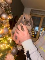 NHD Nederlandse Hangoor dwerg rammelaar (mannetje), Dieren en Toebehoren, Oktober, Mannelijk