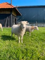 Quesant bokje, Dieren en Toebehoren, Mannelijk, Schaap