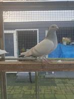 Poederblauwe kleurpostduiven te koop., Dieren en Toebehoren, Vogels | Duiven, Meerdere dieren, Postduif