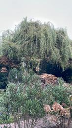 Wij kappen gratis uw boom ., Ophalen of Verzenden