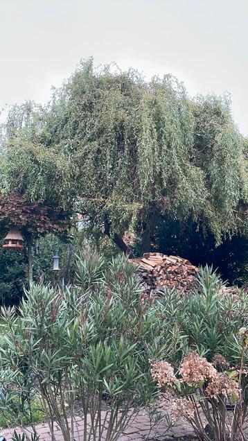 Wij kappen gratis uw boom . beschikbaar voor biedingen