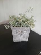 Bloempot met takken, Ophalen, Overige soorten, Halfschaduw, In pot