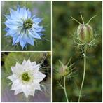 Zaden juffertje in het groen mix (Nigella damascena), Ophalen of Verzenden, Voorjaar, Volle zon, Zaad