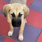 ACE: Elyana is een bijzonder lieve en aaibare hond, Dieren en Toebehoren, Honden | Niet-rashonden, Particulier, 8 tot 15 weken