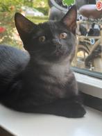 Lieve en speelse kittens ️, Dieren en Toebehoren, 0 tot 2 jaar