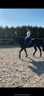 Leuke gevoelige merrie te koop, Dieren en Toebehoren, Paarden, 11 jaar of ouder, Merrie, Gechipt