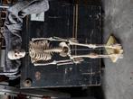 2 Anatomische wervel kolommen en skelet, Ophalen of Verzenden, Gebruikt