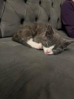 Kitten van 12 weken!!! Met alle spullen!!!, Dieren en Toebehoren, Katten en Kittens | Overige Katten, Kater, Kortharig, 0 tot 2 jaar