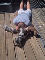 Aparte Jack Russel pup met BLAUWE ogen (mag weg!), Dieren en Toebehoren, Honden | Jack Russells en Terriërs, Rabiës (hondsdolheid)