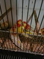 3 koppels  Roodruggen, Dieren en Toebehoren, Vogels | Parkieten en Papegaaien, Meerdere dieren, Parkiet