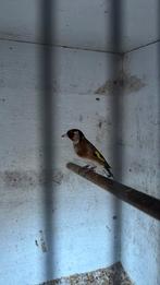 Bloemputterpop 2023, Dieren en Toebehoren, Meerdere dieren, Wildzangvogel, Geringd