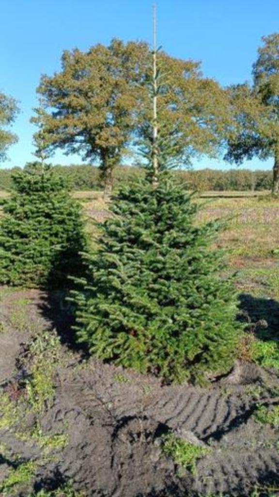Abies nordmanniana Nordmannspar  Zilverspar Solitair Kerstb., Tuin en Terras, Planten | Bomen, Overige soorten, Minder dan 100 cm