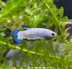 Betta splendens Blue panda super delta, Vis