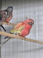 Div bourks parkieten, Dieren en Toebehoren, Vogels | Parkieten en Papegaaien, Meerdere dieren, Parkiet