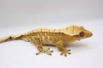 Wimpergekko/crested gecko/correlophus ciliatus, Dieren en Toebehoren, Hagedis, 0 tot 2 jaar