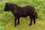 Grote maat zwart shetlander hengst veulen, Niet van toepassing, 0 tot 2 jaar, Hengst, A pony (tot 1.17m)