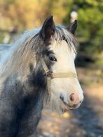 Prachtig merrie veulen (Irish cob/tinker), Dieren en Toebehoren, Pony's, Merrie, 0 tot 2 jaar, Recreatiepony, D pony (1.37m tot 1.48m)