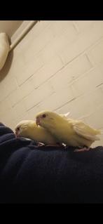 Handtamme catharina parkieten 2025 Limburg België, Geslacht onbekend, Parkiet, Geringd