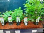 Diverse aquariumplanten in de winkel!, Ophalen of Verzenden, Nieuw, Plant(en), Steen of Hout