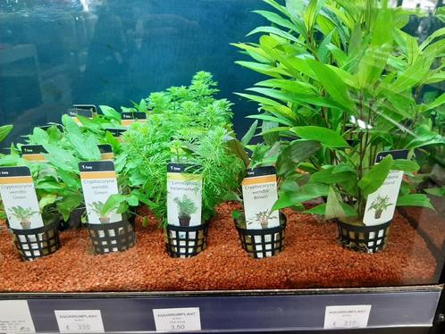 Diverse aquariumplanten in de winkel!, Dieren en Toebehoren, Vissen | Aquaria en Toebehoren, Nieuw, Plant(en), Steen of Hout, Ophalen of Verzenden