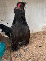 2 watermaalse baardkriel haantjes, Dieren en Toebehoren, Mannelijk, Kip